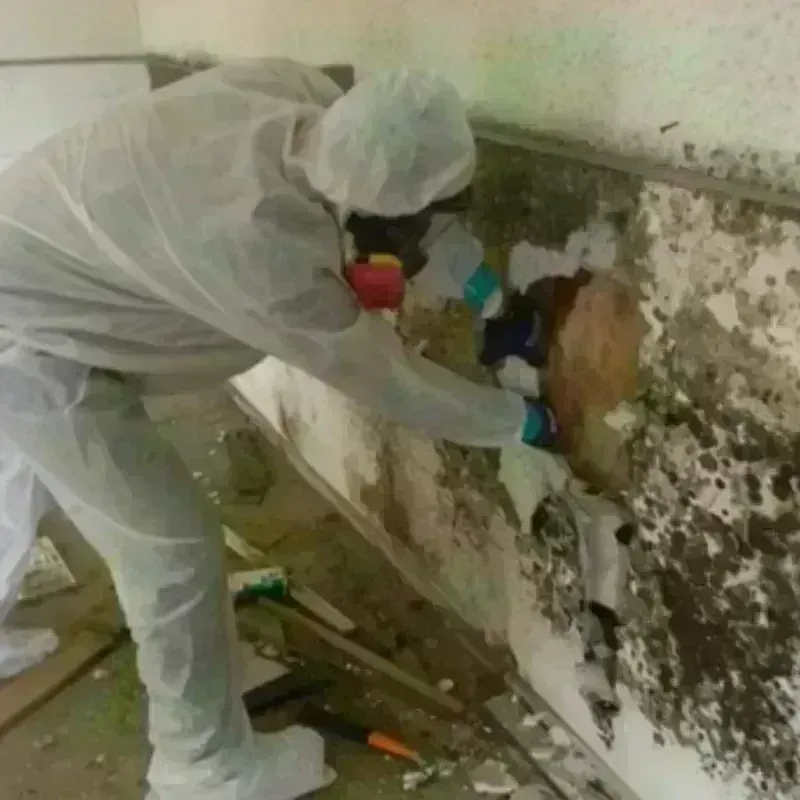 Mold Remediation and Removal in Pelham, NH